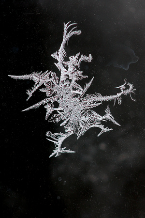 Frost Detail II